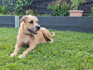 Gordon is a large, friendly dog with a strong build and a gentle disposition